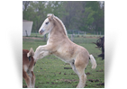 ~Northern Lights Seaghda Sirius~'20 Smoky Black Sabino Colt by Coop - WV